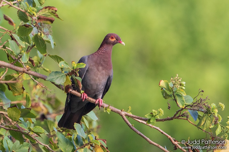 Scaly-naped Pigeon, Barbados